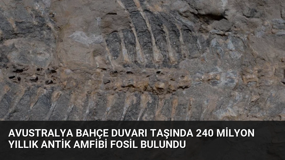 Avustralya Bahçe Duvarı Taşında 240 Milyon Yıllık Antik Amfibi Fosil Bulundu