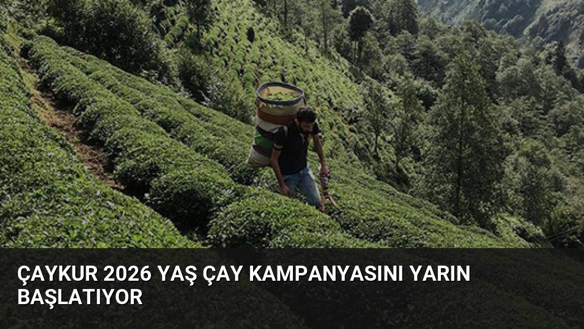 ÇAYKUR 2026 Yaş Çay Kampanyasını Yarın Başlatıyor