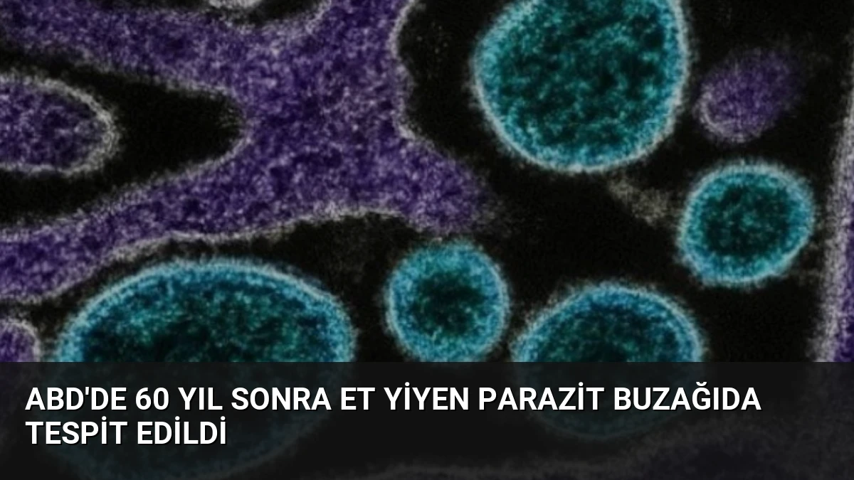 ABD’de 60 Yıl Sonra Et Yiyen Parazit Buzağıda Tespit Edildi