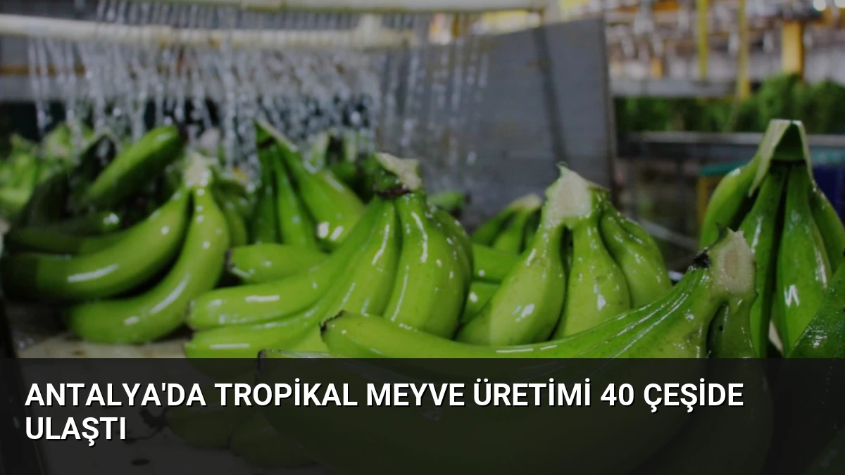Antalya’da Tropikal Meyve Üretimi 40 Çeşide Ulaştı