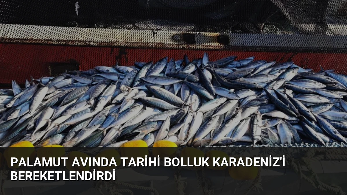 Palamut Avında Tarihi Bolluk Karadeniz’i Bereketlendirdi